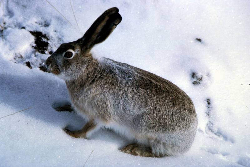 White-tailed Jackrabbit (Lepus townsendii) {!--흰꼬리멧토끼-->; DISPLAY FULL IMAGE.