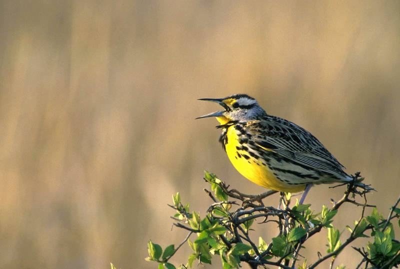 Western Meadowlark (Sturnella neglecta) {!--서부들종다리(북미)-->; DISPLAY FULL IMAGE.