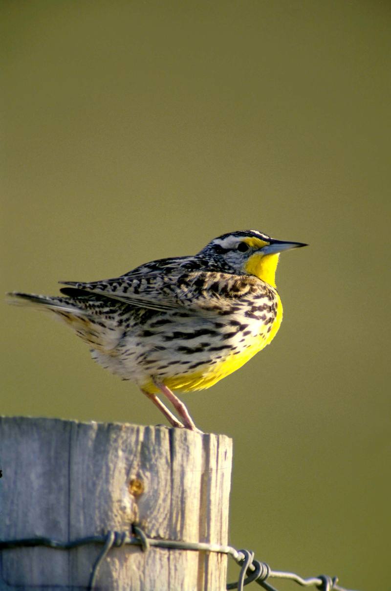 Western Meadowlark (Sturnella neglecta) {!--서부들종다리(북미)-->; DISPLAY FULL IMAGE.