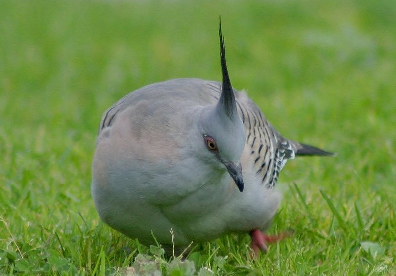 Australian Crested Pigeon; DISPLAY FULL IMAGE.