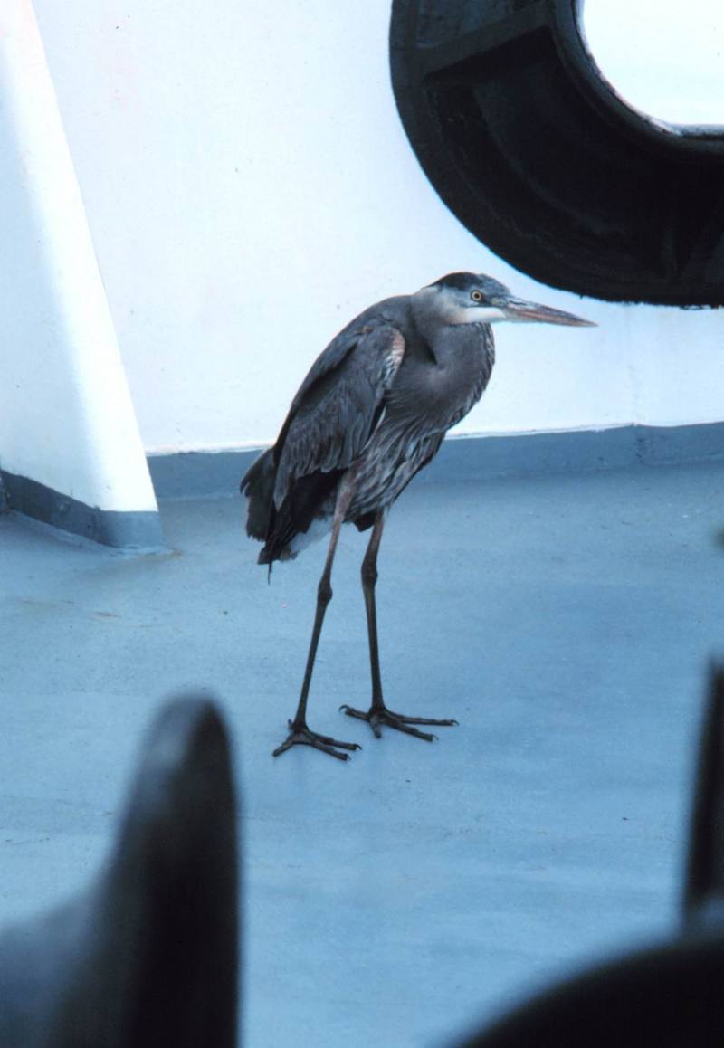 Great Blue Heron (Ardea herodias) {!--큰왜가리-->; DISPLAY FULL IMAGE.