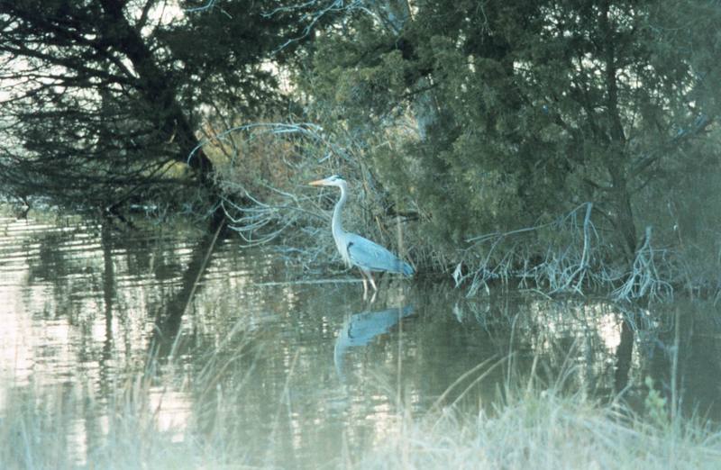 Great Blue Heron (Ardea herodias) {!--큰왜가리-->; DISPLAY FULL IMAGE.