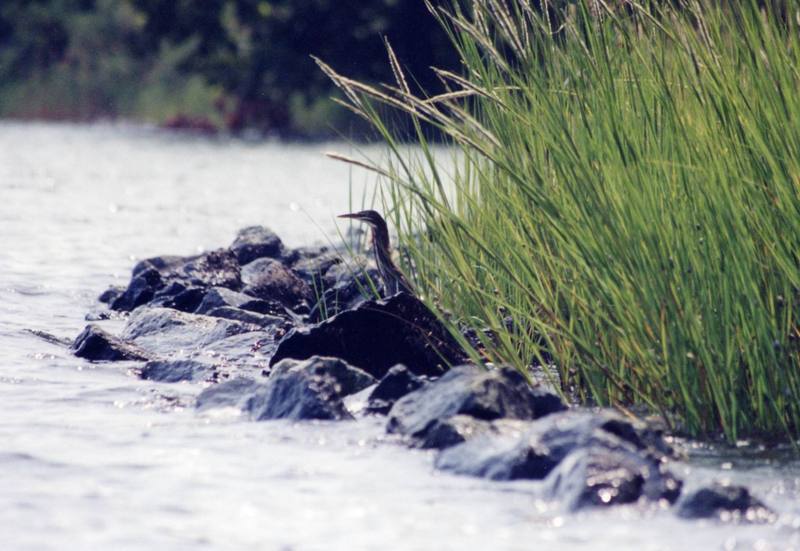 Green Heron (Butorides virescens) {!--아메리카검은댕기해오라기-->; DISPLAY FULL IMAGE.