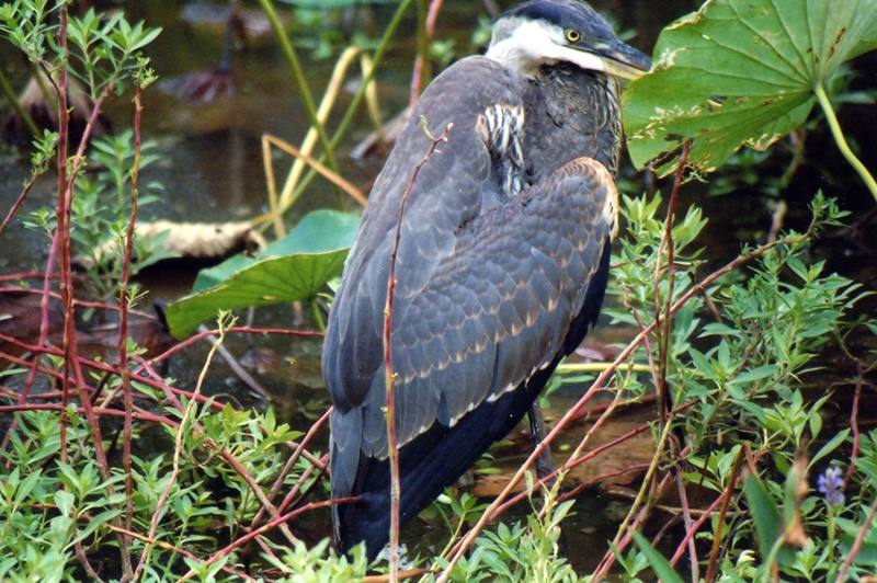 Great Blue Heron juvenile (Ardea herodias) {!--큰왜가리-->; DISPLAY FULL IMAGE.