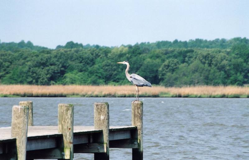 Great Blue Heron (Ardea herodias) {!--큰왜가리-->; DISPLAY FULL IMAGE.