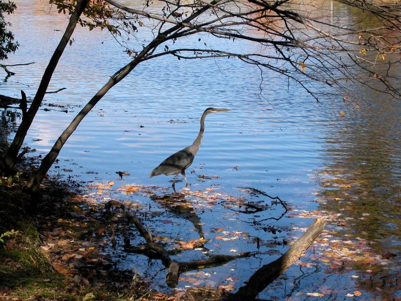 Great Blue Heron (Ardea herodias) {!--큰왜가리-->; DISPLAY FULL IMAGE.