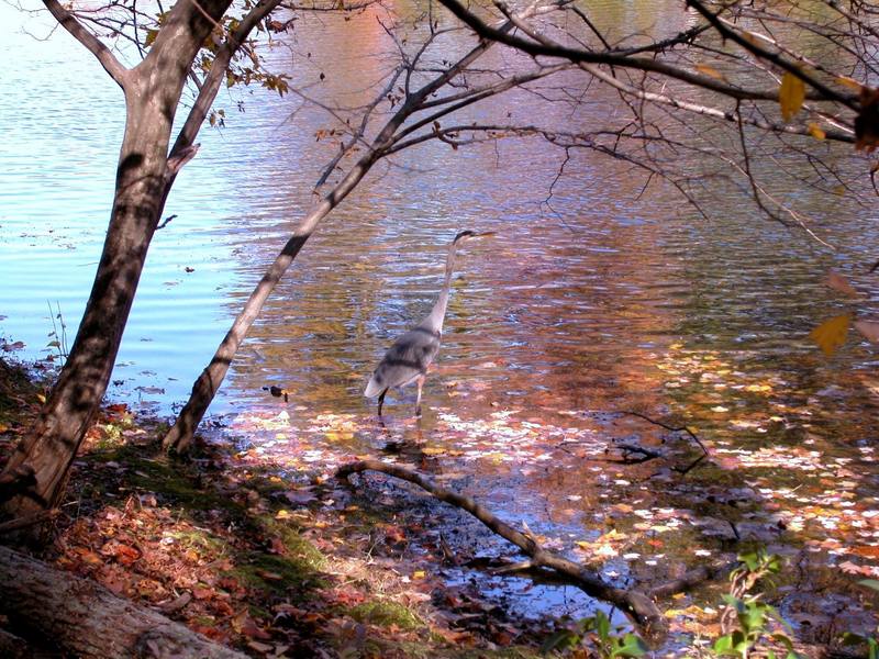 Great Blue Heron (Ardea herodias) {!--큰왜가리-->; DISPLAY FULL IMAGE.