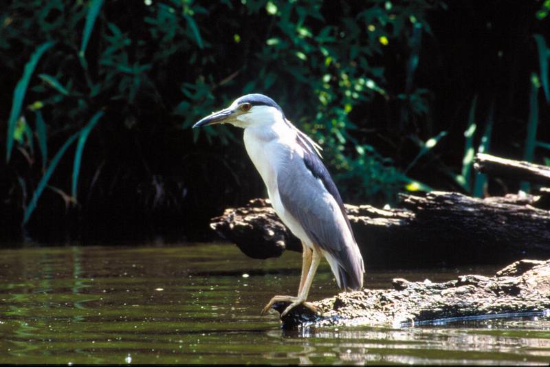 Black-crowned Night Heron (Nycticorax nycticorax) {!--해오라기-->; DISPLAY FULL IMAGE.