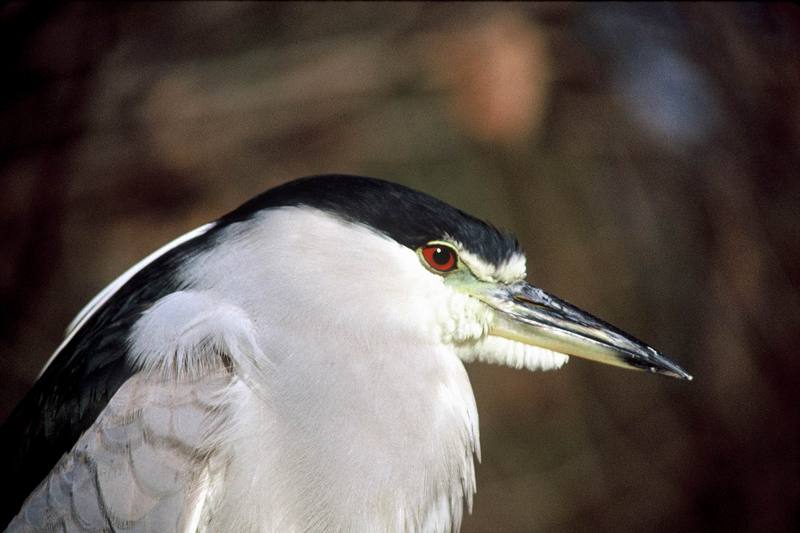 Black-crowned Night Heron (Nycticorax nycticorax) {!--해오라기-->; DISPLAY FULL IMAGE.