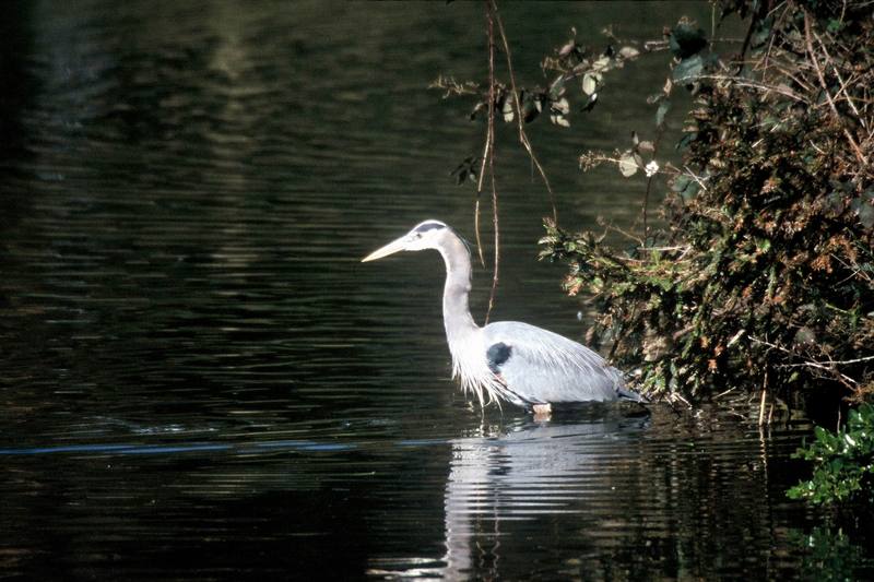 Great Blue Heron (Ardea herodias) {!--큰왜가리-->; DISPLAY FULL IMAGE.