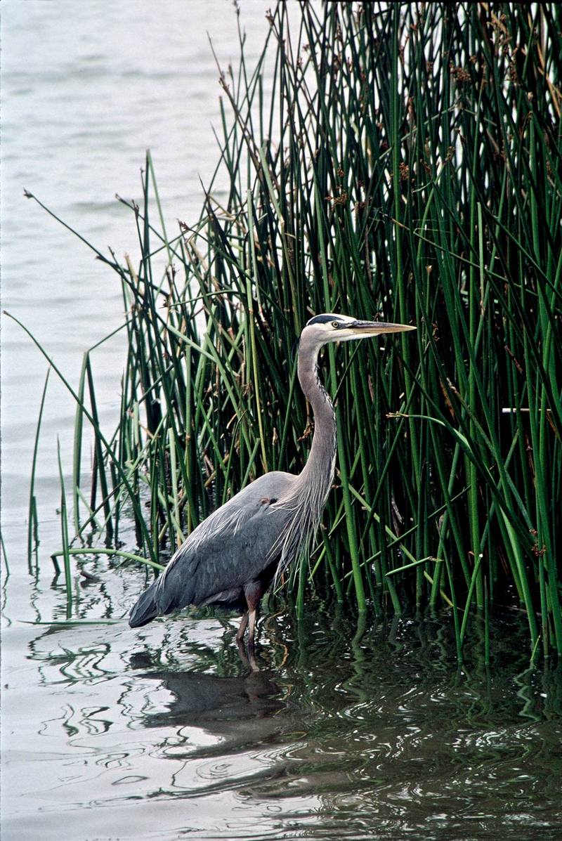 Great Blue Heron (Ardea herodias) {!--큰왜가리-->; DISPLAY FULL IMAGE.