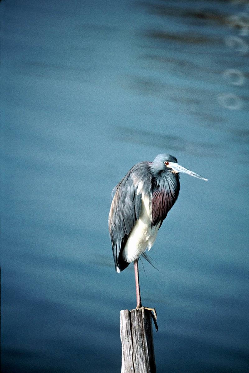 Tricolored Heron (Egretta tricolor) {!--삼색왜가리-->; DISPLAY FULL IMAGE.