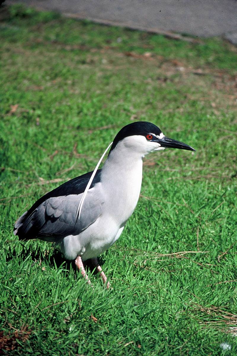 Black-crowned Night Heron (Nycticorax nycticorax) {!--해오라기-->; DISPLAY FULL IMAGE.