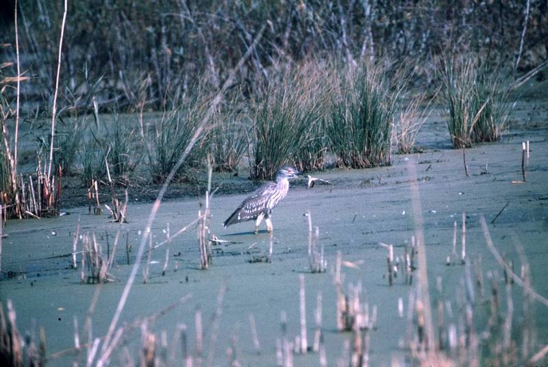 Black-crowned Night Heron (Nycticorax nycticorax) {!--해오라기-->; DISPLAY FULL IMAGE.