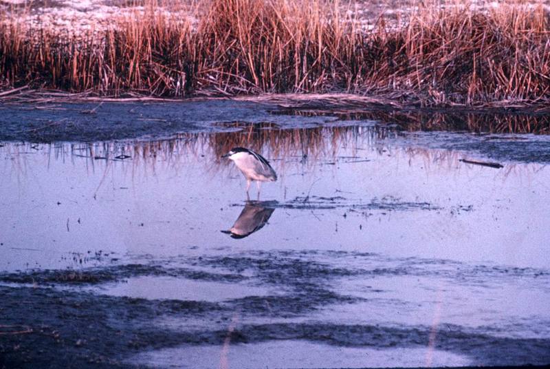 Black-crowned Night Heron (Nycticorax nycticorax) {!--해오라기-->; DISPLAY FULL IMAGE.
