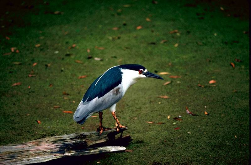 Black-crowned Night Heron (Nycticorax nycticorax) {!--해오라기-->; DISPLAY FULL IMAGE.