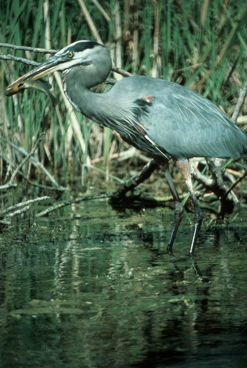 Great Blue Heron (Ardea herodias) {!--큰왜가리-->; DISPLAY FULL IMAGE.