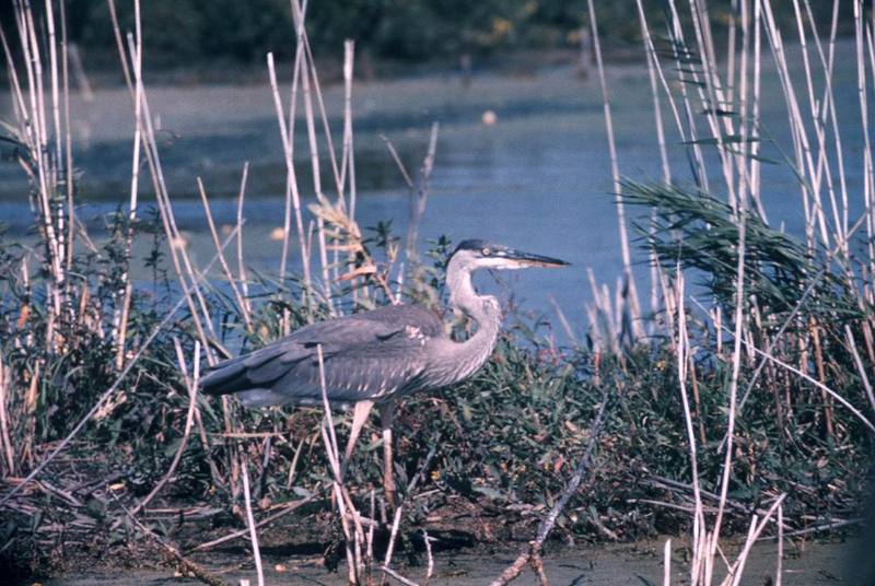 Great Blue Heron (Ardea herodias) {!--큰왜가리-->; DISPLAY FULL IMAGE.