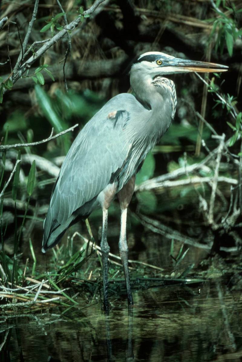 Great Blue Heron (Ardea herodias) {!--큰왜가리-->; DISPLAY FULL IMAGE.