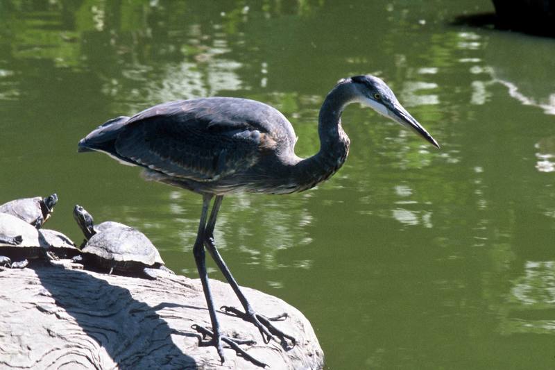 Great Blue Heron (Ardea herodias) {!--큰왜가리-->; DISPLAY FULL IMAGE.
