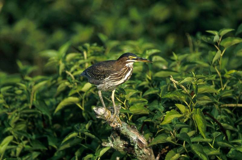 Green Heron (Butorides virescens) {!--아메리카검은댕기해오라기-->; DISPLAY FULL IMAGE.