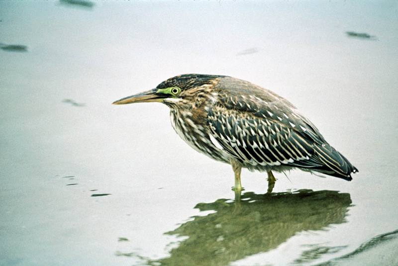 Green-backed Heron (Butorides striatus) {!--검은댕기해오라기-->; DISPLAY FULL IMAGE.