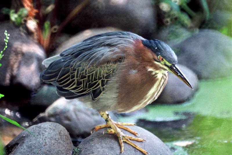 Green Heron (Butorides virescens) {!--아메리카검은댕기해오라기-->; DISPLAY FULL IMAGE.