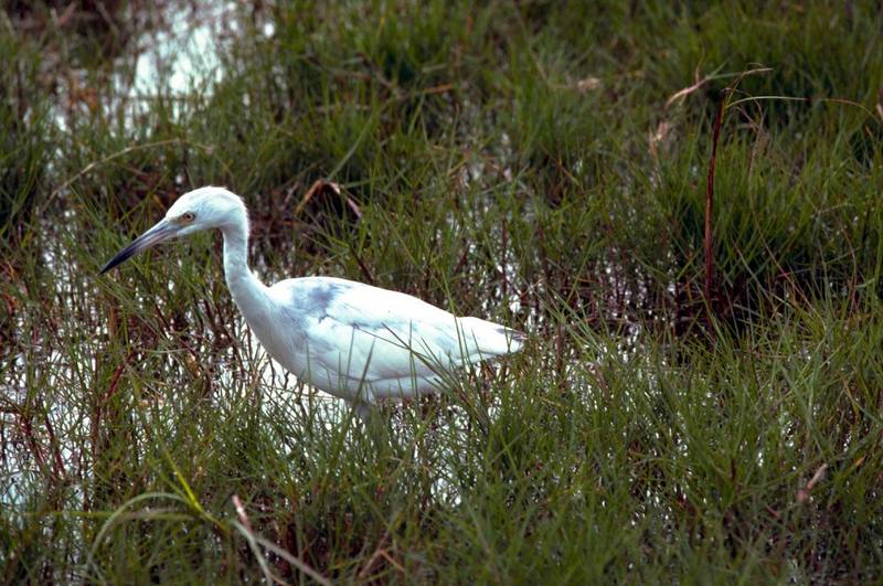 Little Blue Heron juvenile (Egretta caerulea) {!--작은청왜가리(붉은가슴흑로)-->; DISPLAY FULL IMAGE.