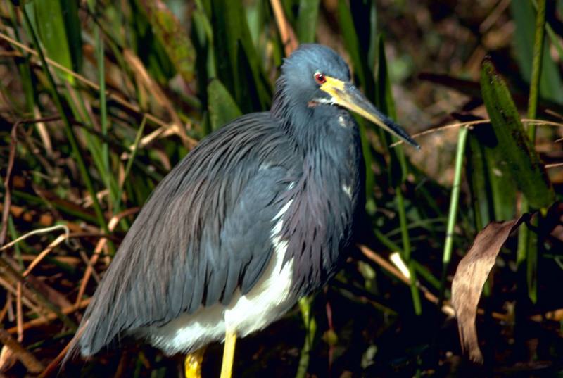 Tricolored Heron (Egretta tricolor) {!--삼색왜가리-->; DISPLAY FULL IMAGE.