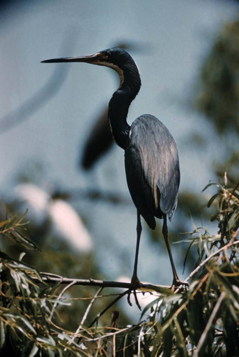 Tricolored Heron (Egretta tricolor) {!--삼색왜가리-->; DISPLAY FULL IMAGE.