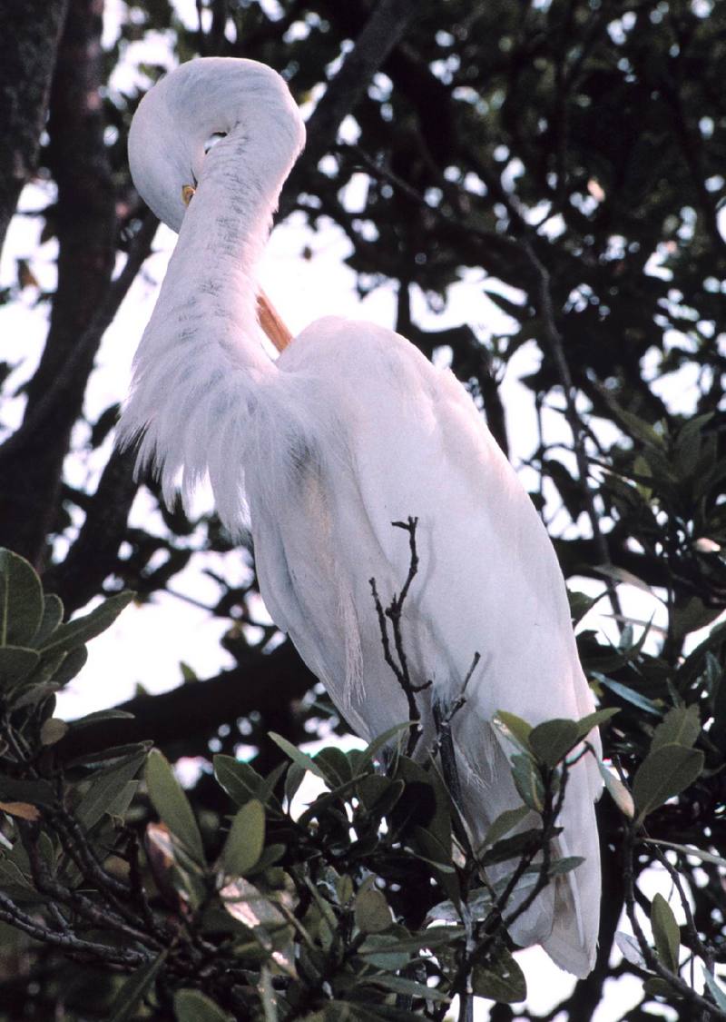 Great Egret (Ardea alba) {!--대백로(大白鷺)-->; DISPLAY FULL IMAGE.