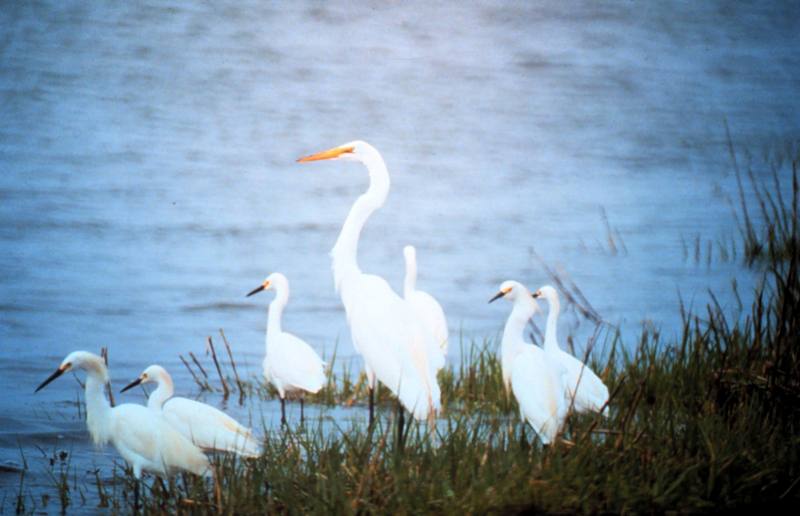 Great Egret (Ardea alba) {!--대백로(大白鷺)--> & Snowy Egret flock; DISPLAY FULL IMAGE.