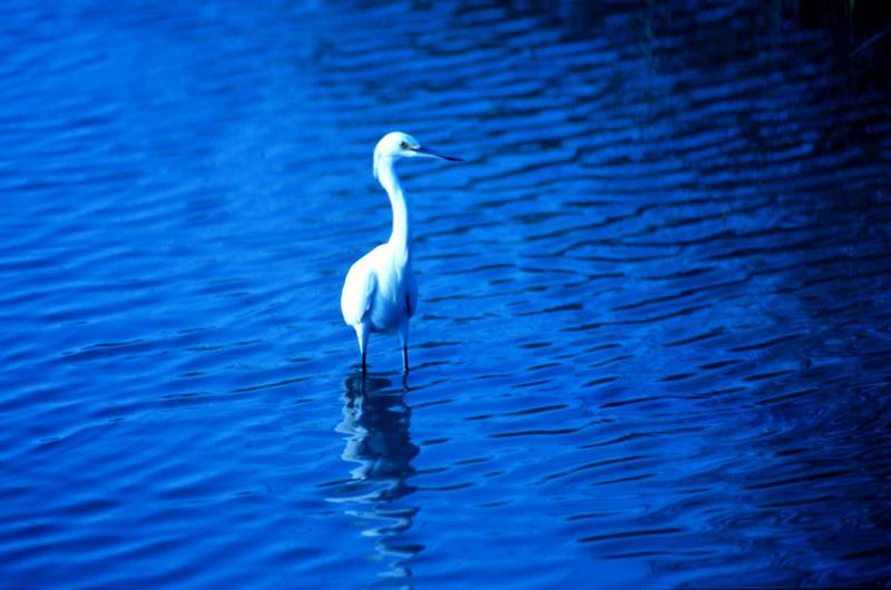 Great Egret (Ardea alba) {!--대백로(大白鷺)-->; DISPLAY FULL IMAGE.