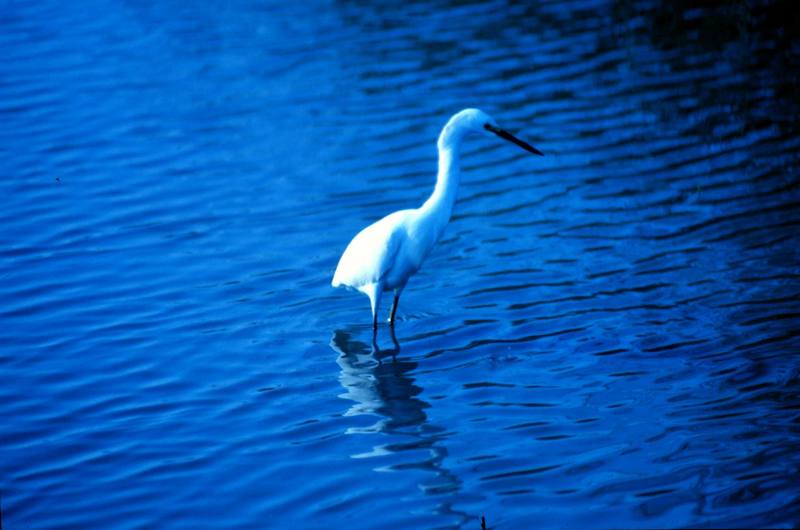 Great Egret (Ardea alba) {!--대백로(大白鷺)-->; DISPLAY FULL IMAGE.