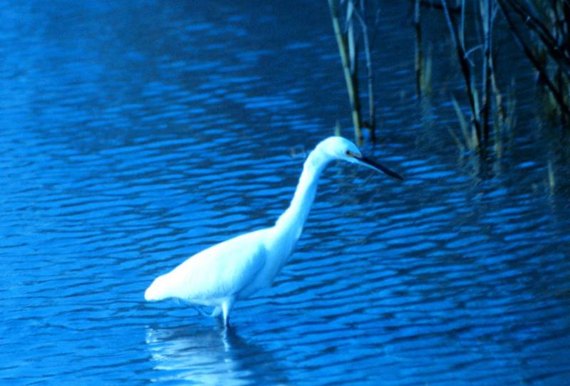 Great Egret (Ardea alba) {!--대백로(大白鷺)-->; DISPLAY FULL IMAGE.