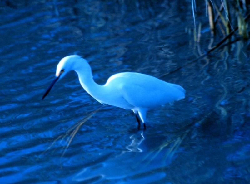 Great Egret (Ardea alba) {!--대백로(大白鷺)-->; DISPLAY FULL IMAGE.