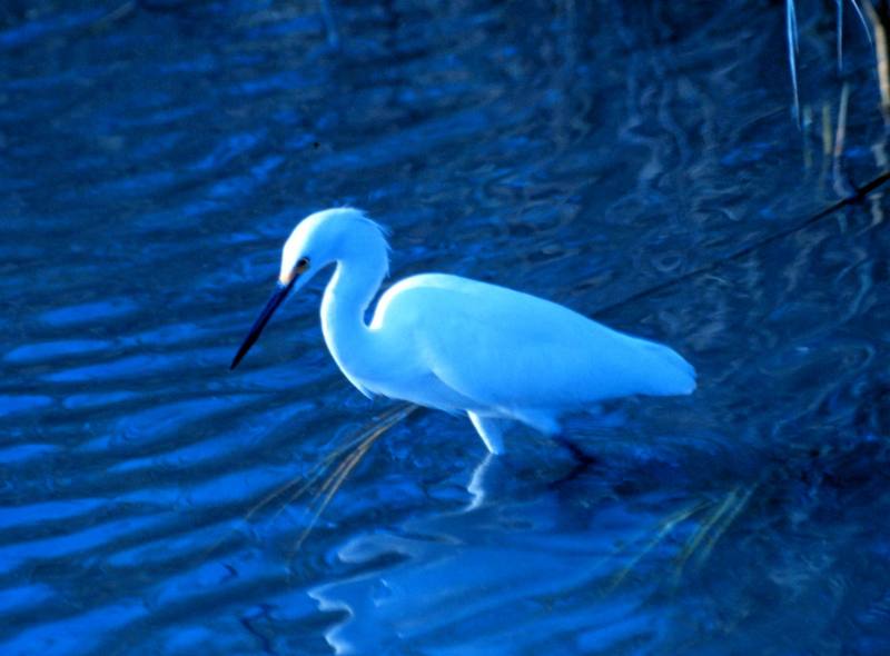 Great Egret (Ardea alba) {!--대백로(大白鷺)-->; DISPLAY FULL IMAGE.