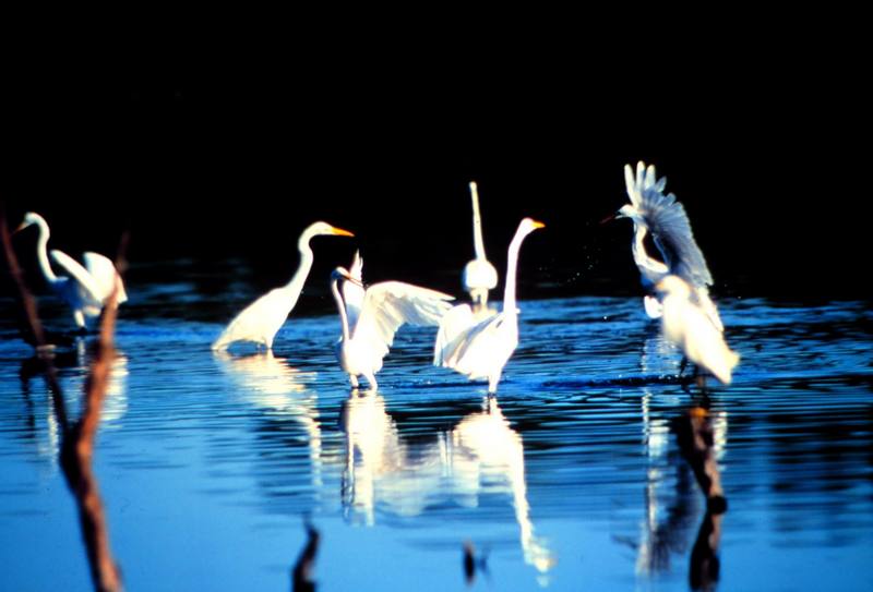 Great Egrets (Ardea alba) {!--대백로(大白鷺)-->; DISPLAY FULL IMAGE.