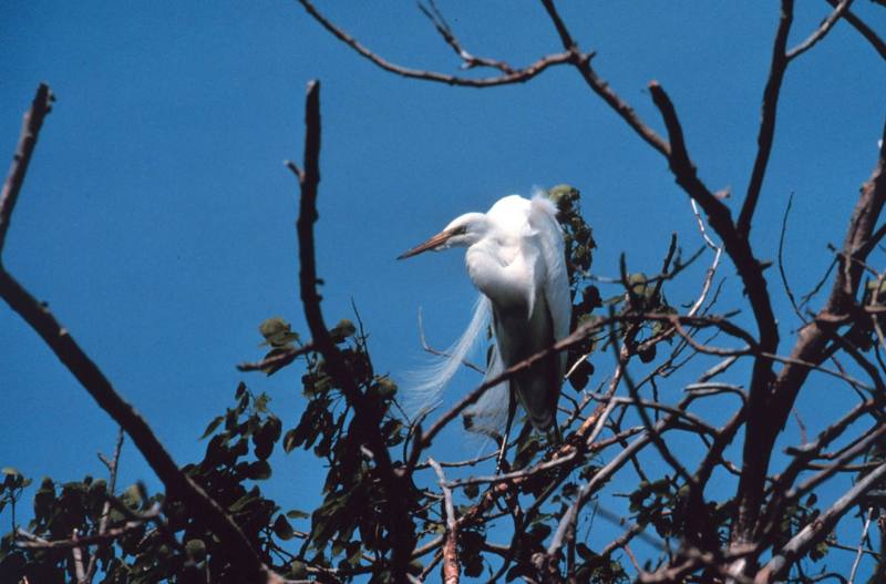 Great Egret (Ardea alba) {!--대백로(大白鷺)-->; DISPLAY FULL IMAGE.