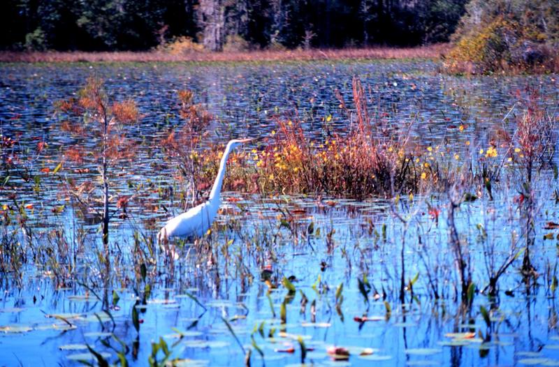 Great Egret (Ardea alba) {!--대백로(大白鷺)-->; DISPLAY FULL IMAGE.