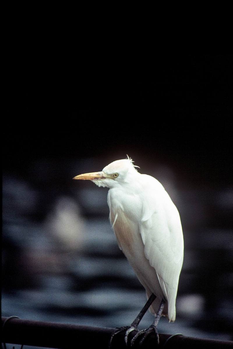 Cattle Egret (Bubulcus ibis) {!--황로(黃鷺)-->; DISPLAY FULL IMAGE.