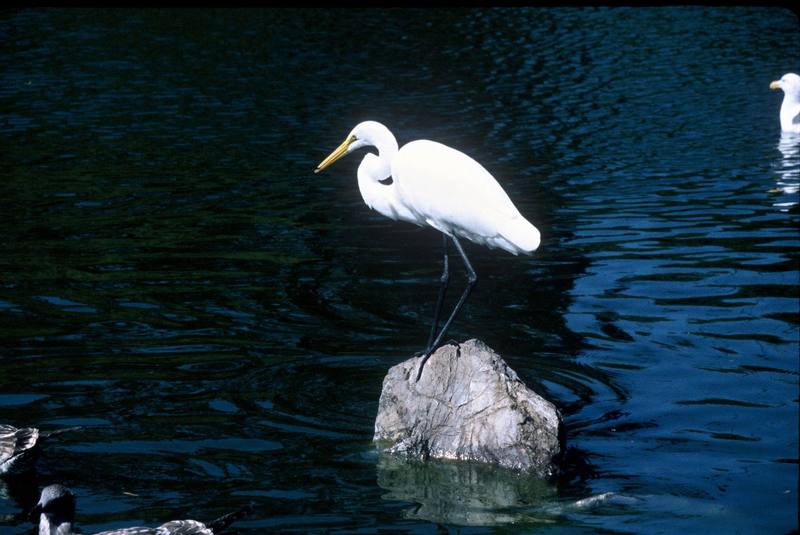 Great Egret (Ardea alba) {!--대백로(大白鷺)-->; DISPLAY FULL IMAGE.