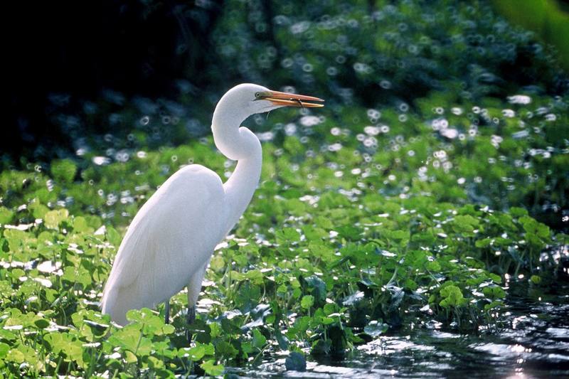 Great Egret (Ardea alba) {!--대백로(大白鷺)-->; DISPLAY FULL IMAGE.