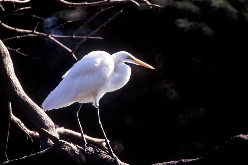 Great Egret (Ardea alba) {!--대백로(大白鷺)-->; DISPLAY FULL IMAGE.