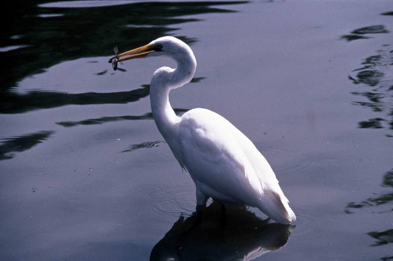 Great Egret (Ardea alba) {!--대백로(大白鷺)-->; DISPLAY FULL IMAGE.