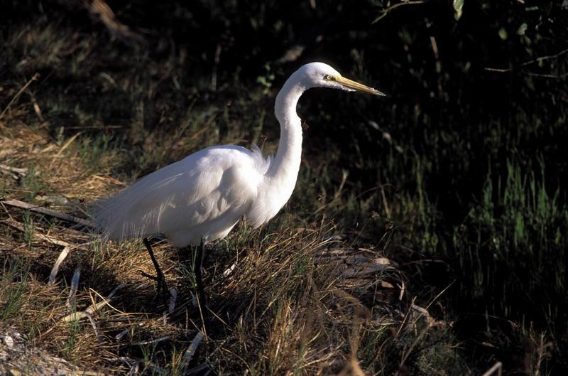 Great Egret (Ardea alba) {!--대백로(大白鷺)-->; DISPLAY FULL IMAGE.