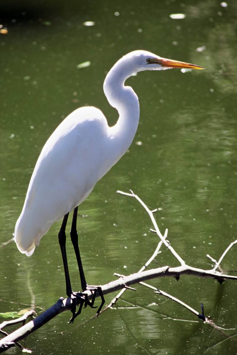 Great Egret (Ardea alba) {!--대백로(大白鷺)-->; DISPLAY FULL IMAGE.