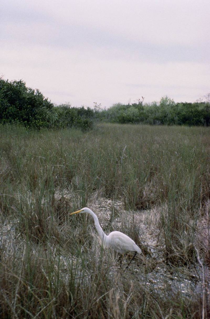 Great Egret (Ardea alba) {!--대백로(大白鷺)-->; DISPLAY FULL IMAGE.