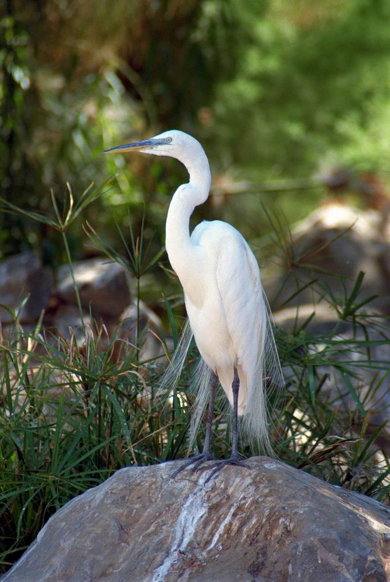 Great Egret (Ardea alba) {!--대백로(大白鷺)-->; DISPLAY FULL IMAGE.