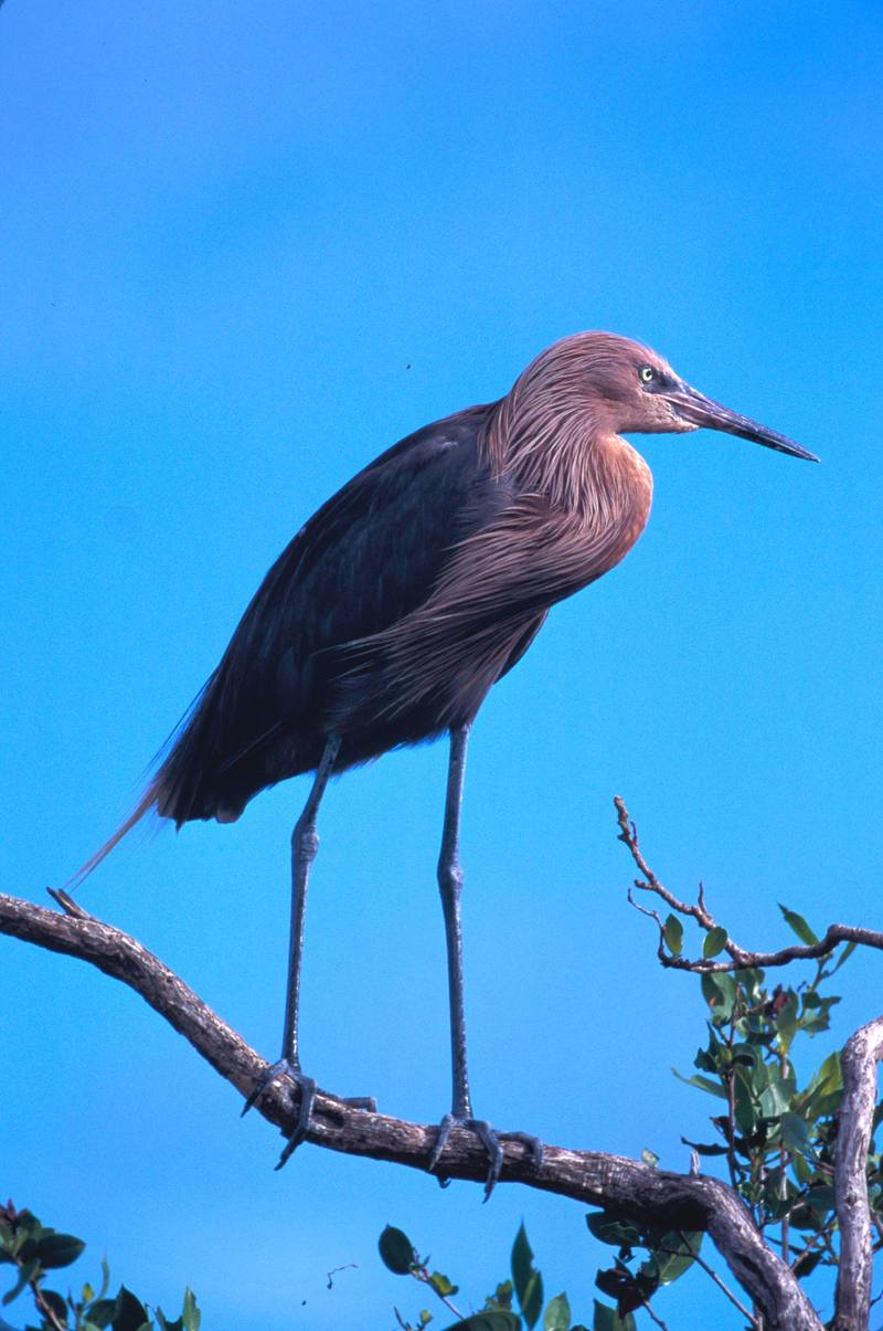 Reddish Egret (Egretta rufescens) {!--붉은백로, 적로(赤鷺)-->; DISPLAY FULL IMAGE.